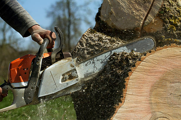 Best Tree Stump Removal  in Bloomingdale, NJ